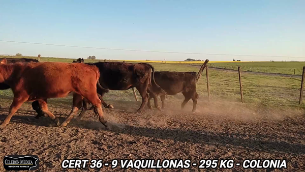 Lote 9 Vaquillonas 1 a 2 años en Colonia