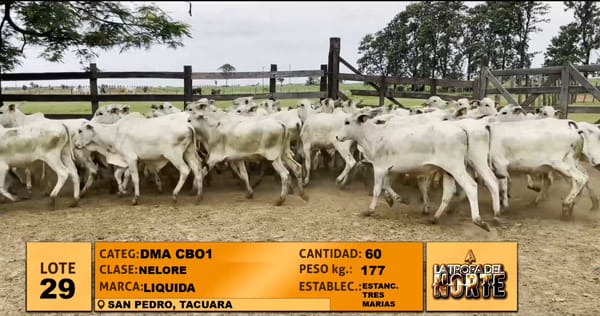 Lote Lote 29