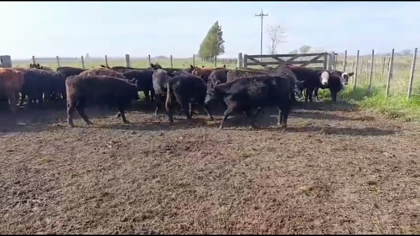 Lote 36 Terneros/as