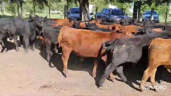 Lote 68 Terneros en Gral. Paz, Buenos Aires