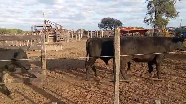 Lote 50 Novillos Brangus en Calchaquí, Santa Fe