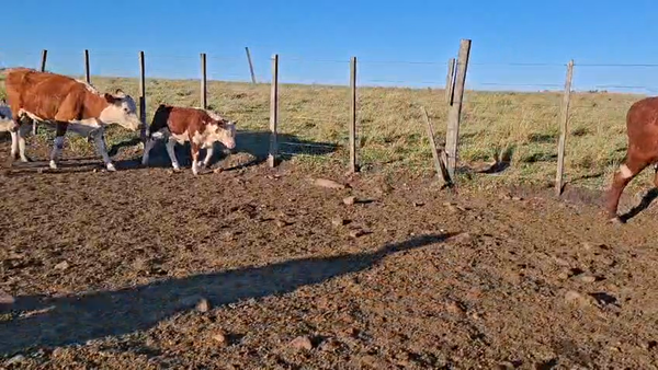 Lote PIEZAS DE CRIA