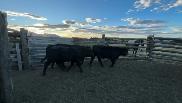 Lote 26 Ternero en Coyhaique, XI Región Aysén