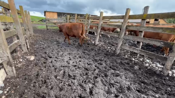 Lote 45 Novillo Engorda en Coyhaique, XI Región Aysén