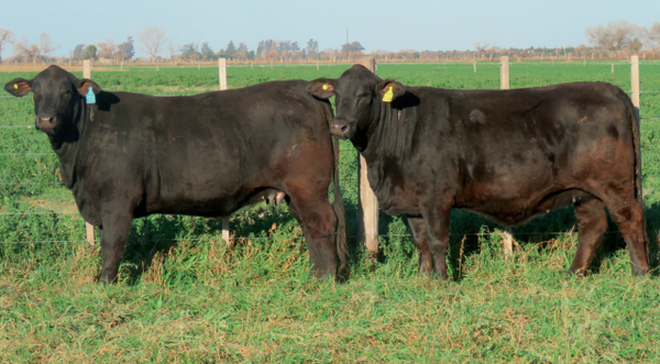 Lote Vaquillonas Brangus -  Don Pedro