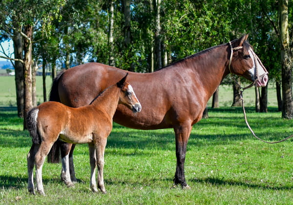 Lote Carace Sorpresa