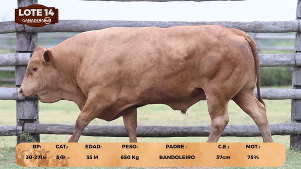 Lote LOTE 14