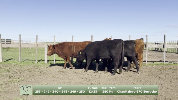 Lote Lote 3 - Maragata SAS