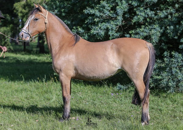 Lote Garufa Caraguatá