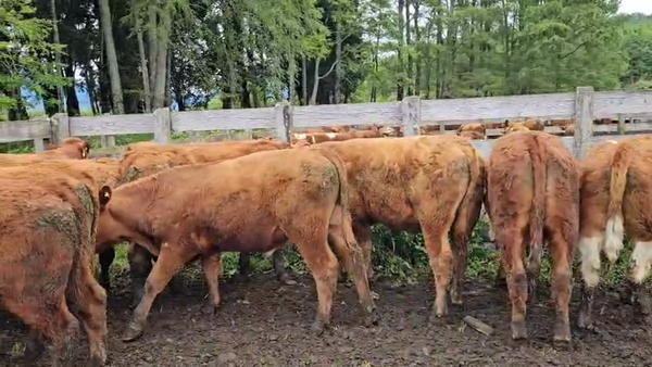 Lote 50 Novillo Engorda en Futrono, XIV Región Los Ríos