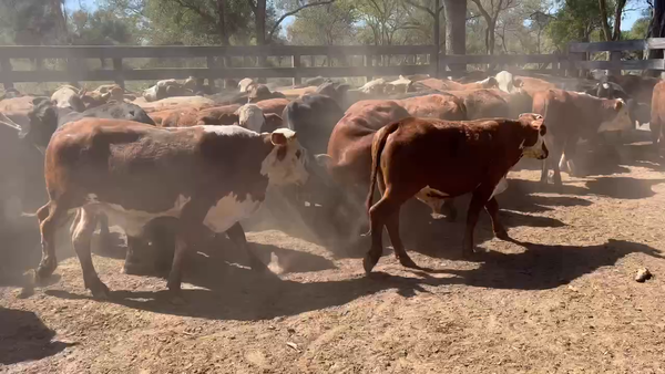 Lote 70 Novillitos en Juan José Castelli, Chaco