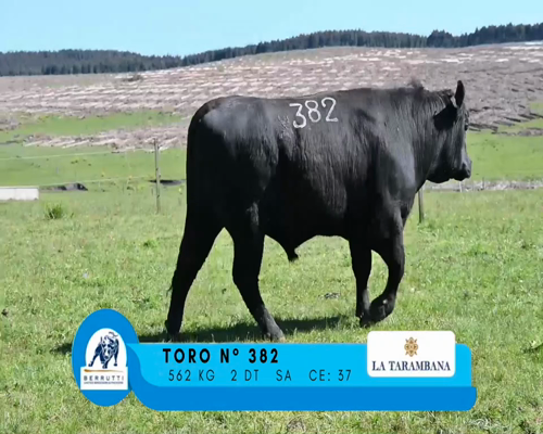 Lote TORO 382