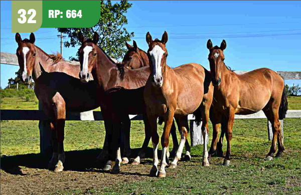 Lote ZAFIRO CUARTEADOR