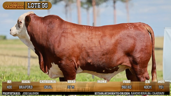 Lote LOTE 95 - VIVO