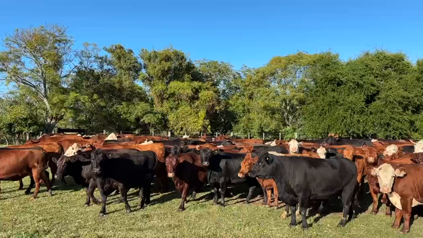 Lote 171 Vacas nuevas C/ gtia de preñez
