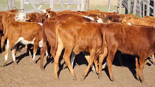 Lote 114 Terneros/as