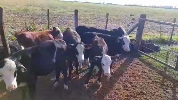 Lote 7 Terneros/as en Santa Fe, Sunchales