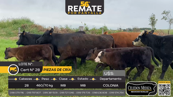 Lote 28 Piezas de cría en Riachuelo, Colonia