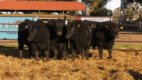 Lote TOROS ANGUS NEGROS PC