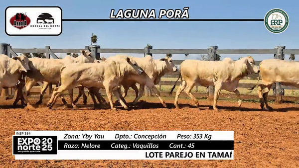 Lote Vaquillas