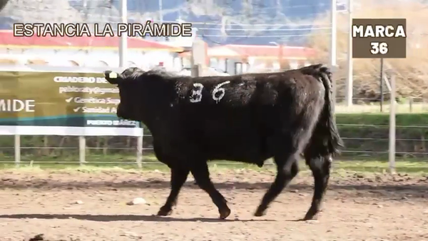 Lote 1 Toro