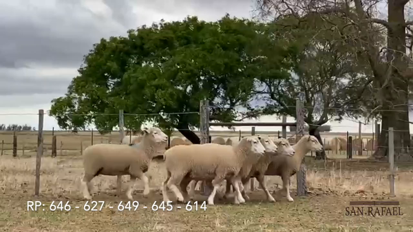 Lote Lote 2 Hembras San Rafael