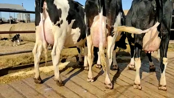 Lote Don Simon - Vacas En Produccion