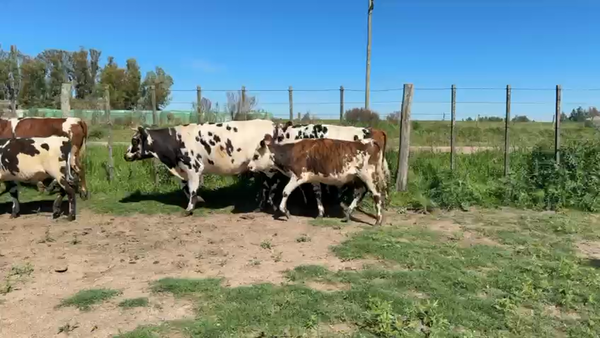 Lote NOVILLOS 1 a 2 AÑOS