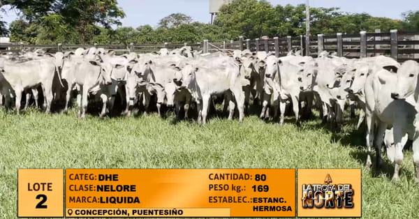 Lote Lote 2