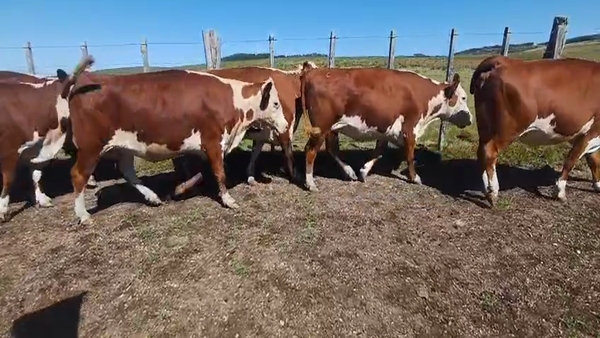 Lote 20 Vaca, Maldonado