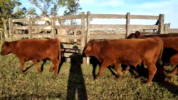 Lote 42 Terneros en Suipacha, Buenos Aires