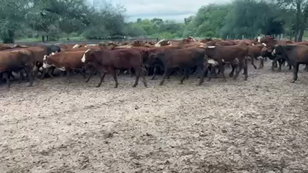 Lote 100 Terneros en J.J. Castelli, Chaco
