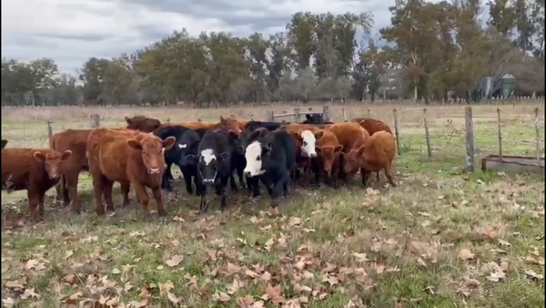 Lote 17 Terneras