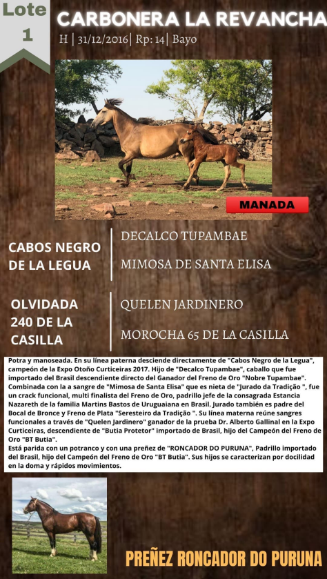 Lote CARBONERA LA REVANCHA