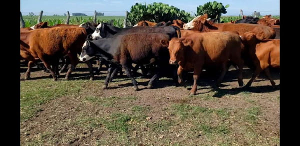 Lote 101 Terneros/as en Villaguay, Entre Ríos