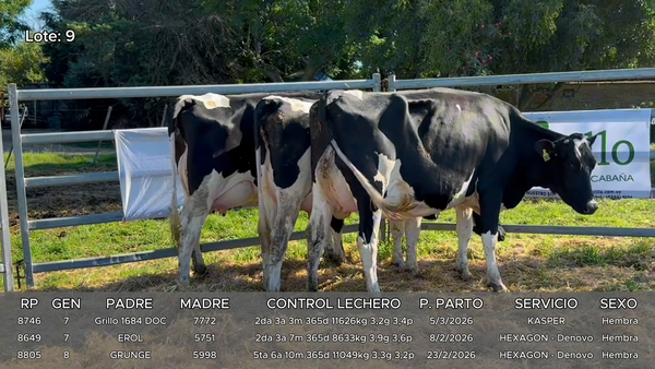 Lote Vacas