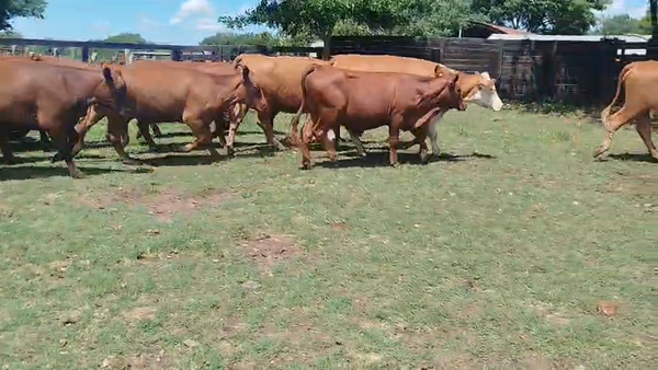 Lote 15 Vaquillonas C/ servicio