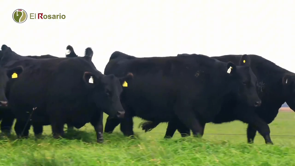 Lote VAQUILLONAS ANGUS PURAS CONTROLADAS