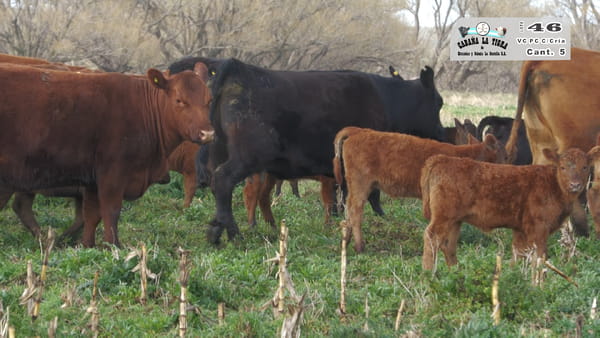 Lote VAQUILLONAS PC NEGRAS PARIDAS