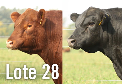 Lote 3 TOROS PUROS DE PEDIGREE