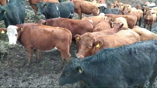 Lote 80 Novillo Engorda en Corral, XIV Región Los Ríos