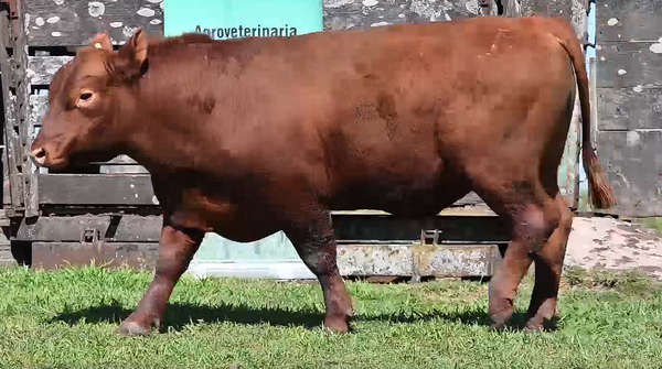 Lote TOROS 2 AÑOS 920 924 975