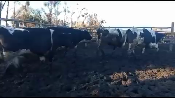 Lote 20 Novillo Gordo en Melipilla, Región Metropolitana