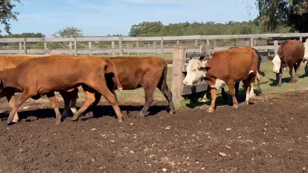 Lote 59 Vacas de invernar en Corrientes, Paso de Los Libres
