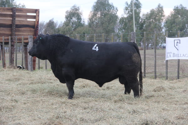 Lote TOROS PUROS DE PEDIGREE
