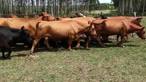 Lote 20 Vacas de invernar en Entre Ríos, Concordia