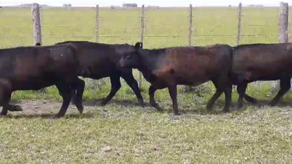 Lote 105 TERN. MACHOS Y HEMBRAS, RAUCH, BS. AS.