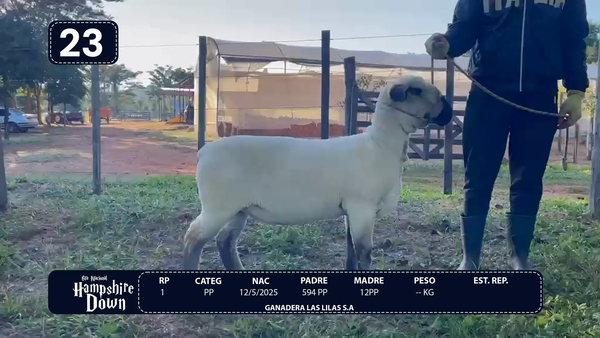 Lote LOTE 23