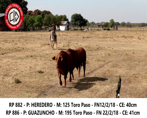Lote DUO TORO PASO