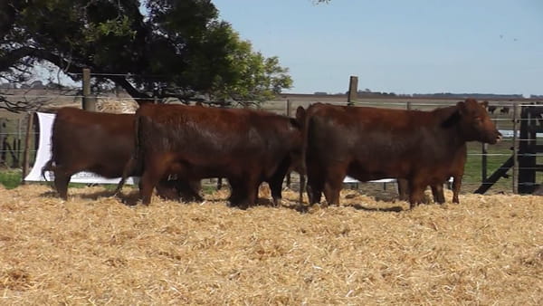 Lote Vaquillonas Coloradas Preñadas